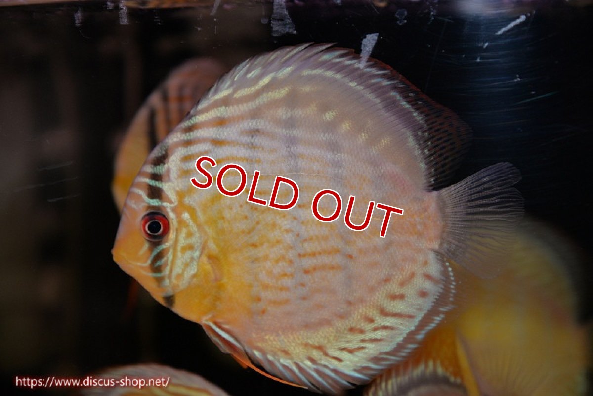 画像1: 【ワイルドディスカス】【通販】【今シーズン超希少種】アッパーテフェ スーパーロイヤルヤングスター【個体販売】12-13cm（生体）アッパーテフェ産 (1)