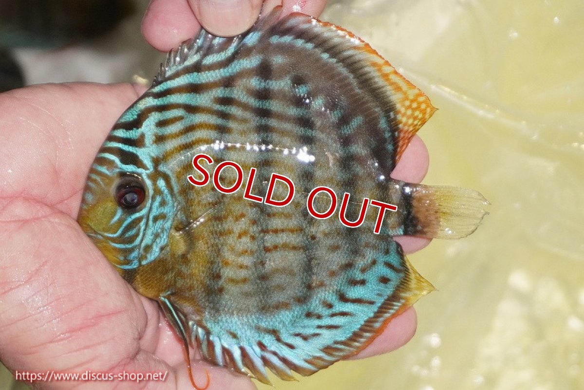 画像2: 【ワイルドディスカス】【通販】【今シーズン超希少種】アッパーテフェ スーパーロイヤルヤングスター【個体販売】12-13cm（生体）アッパーテフェ産 (2)