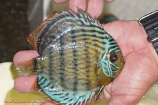 画像2: 【ワイルドディスカス】【通販】【今シーズン超希少種】アッパーテフェ スーパーロイヤルヤングスター【個体販売】１２ー１３cm（生体）アッパーテフェ産 (2)