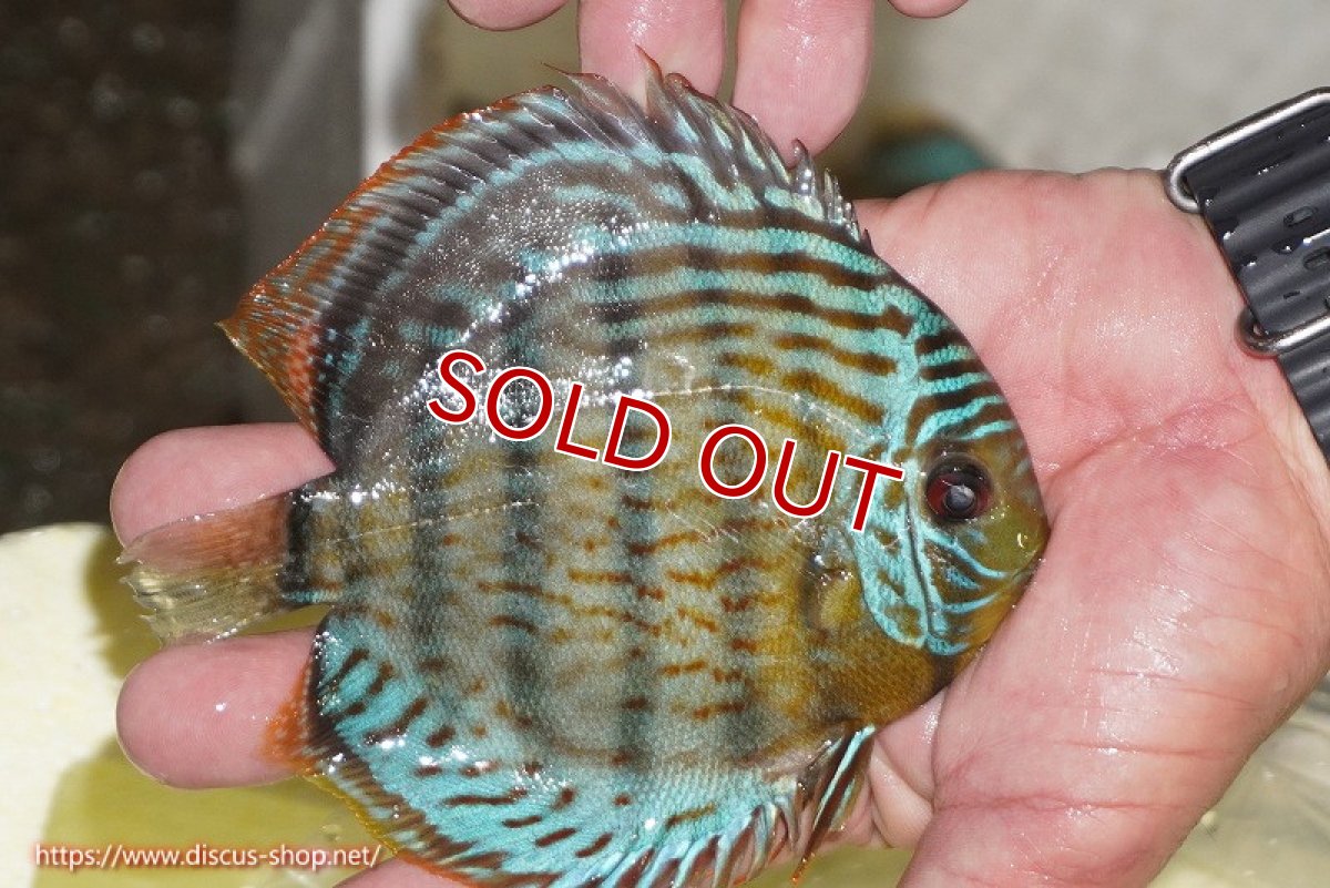 画像3: 【ワイルドディスカス】【通販】【今シーズン超希少種】アッパーテフェ スーパーロイヤルヤングスター【個体販売】12-13cm（生体）アッパーテフェ産 (3)