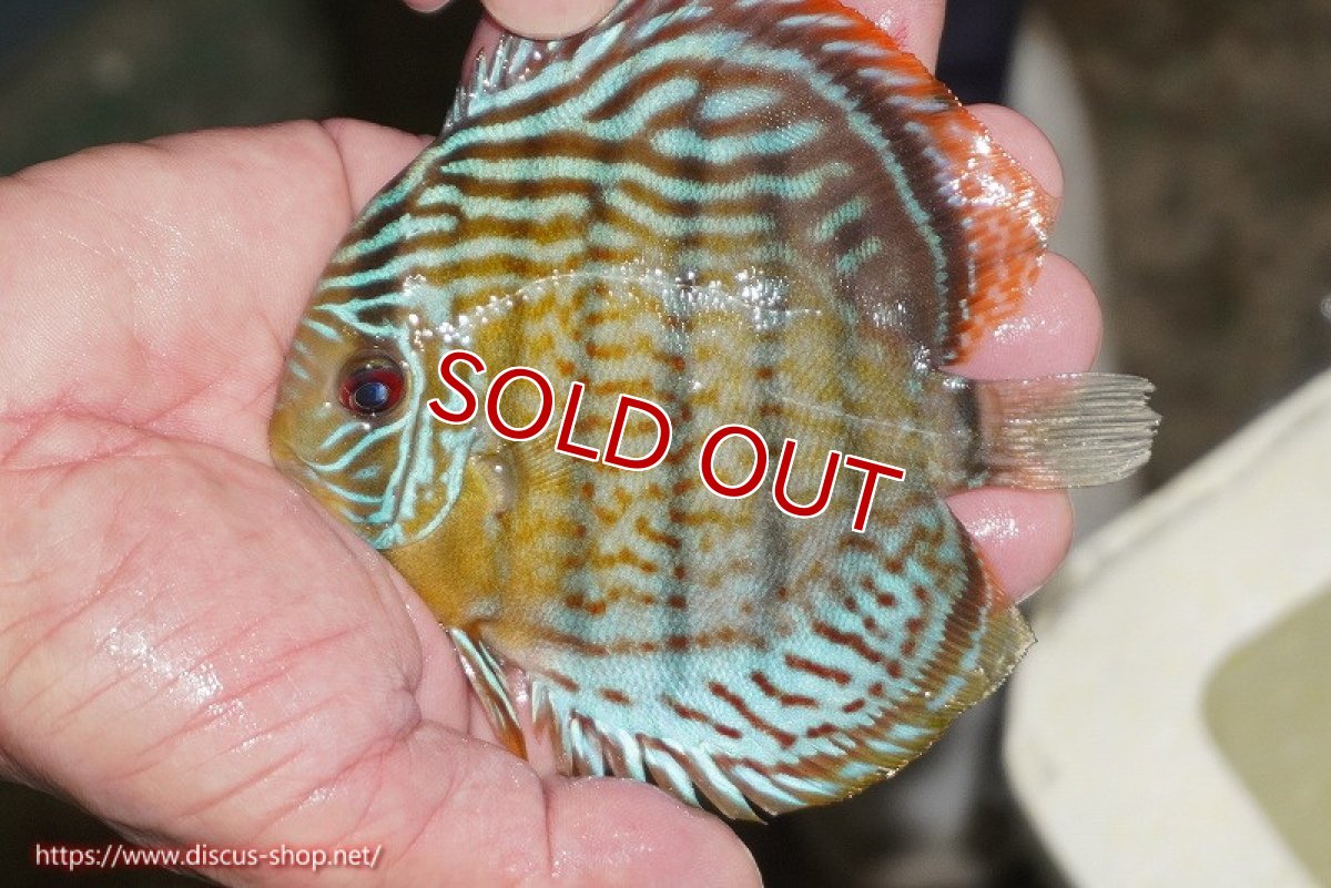 画像1: 【ワイルドディスカス】【通販】【今シーズン超希少種】アッパーテフェ スーパーロイヤルヤングスター【個体販売】12-13cm（生体）アッパーテフェ産 (1)