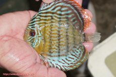 画像1: 【ワイルドディスカス】【通販】【今シーズン超希少種】アッパーテフェ スーパーロイヤルヤングスター【個体販売】１２ー１３cm（生体）アッパーテフェ産 (1)