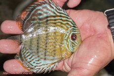 画像2: 【ワイルドディスカス】【通販】【今シーズン超希少種】アッパーテフェ スーパーロイヤルヤングスター【個体販売】１２ー１３cm（生体）アッパーテフェ産 (2)