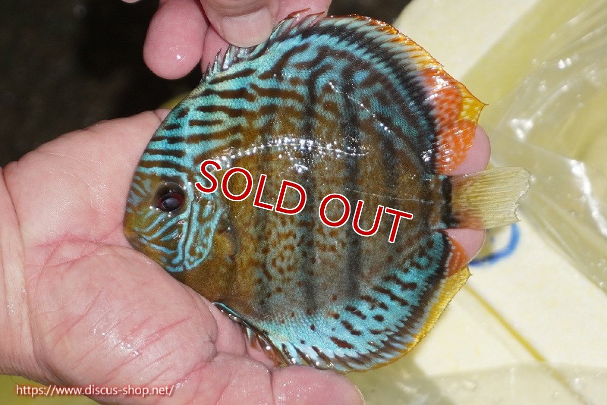 画像1: 【ワイルドディスカス】【通販】【今シーズン超希少種】アッパーテフェ スーパーロイヤルヤングスター【個体販売】12-13cm（生体）アッパーテフェ産 (1)