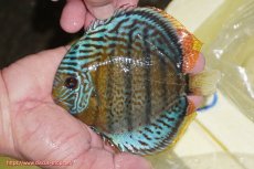 画像1: 【ワイルドディスカス】【通販】【今シーズン超希少種】アッパーテフェ スーパーロイヤルヤングスター【個体販売】１２ー１３cm（生体）アッパーテフェ産 (1)