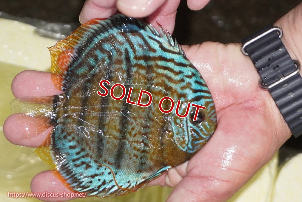 画像2: 【ワイルドディスカス】【通販】【今シーズン超希少種】アッパーテフェ スーパーロイヤルヤングスター【個体販売】12-13cm（生体）アッパーテフェ産 (2)