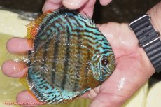 画像2: 【ワイルドディスカス】【通販】【今シーズン超希少種】アッパーテフェ スーパーロイヤルヤングスター【個体販売】１２ー１３cm（生体）アッパーテフェ産 (2)