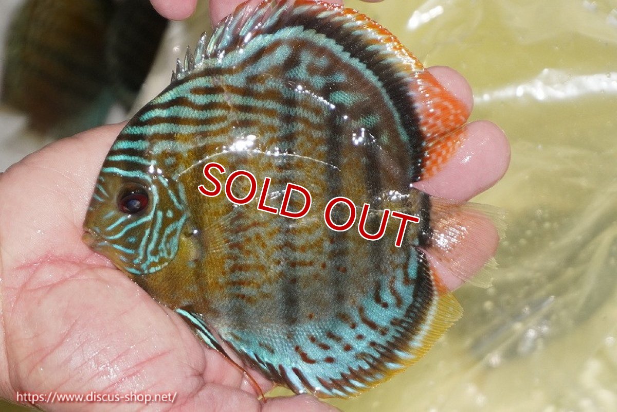 画像1: 【ワイルドディスカス】【通販】【今シーズン超希少種】アッパーテフェ スーパーロイヤルヤングスター【個体販売】12-13cm（生体）アッパーテフェ産 (1)
