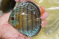 画像1: 【ワイルドディスカス】【通販】【今シーズン超希少種】アッパーテフェ スーパーロイヤルヤングスター【個体販売】１２ー１３cm（生体）アッパーテフェ産 (1)