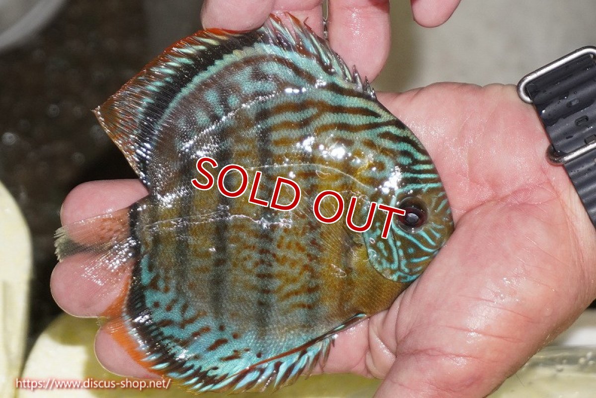 画像2: 【ワイルドディスカス】【通販】【今シーズン超希少種】アッパーテフェ スーパーロイヤルヤングスター【個体販売】12-13cm（生体）アッパーテフェ産 (2)
