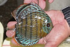 画像2: 【ワイルドディスカス】【通販】【今シーズン超希少種】アッパーテフェ スーパーロイヤルヤングスター【個体販売】１２ー１３cm（生体）アッパーテフェ産 (2)