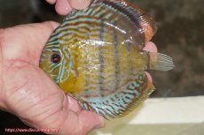 画像1: 【ワイルドディスカス】【通販】【今シーズン超希少種】アッパーテフェ スーパーロイヤルヤングスター【個体販売】１２ー１３cm（生体）アッパーテフェ産 (1)