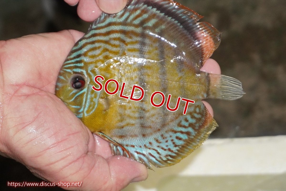 画像2: 【決算セール対象個体】【ワイルドディスカス】【通販】【今シーズン超希少種】アッパーテフェ スーパーロイヤルヤングスター【個体販売】12-13cm（生体）アッパーテフェ産 (2)