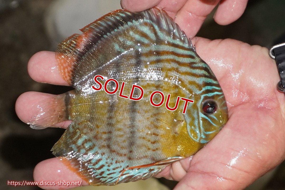 画像3: 【決算セール対象個体】【ワイルドディスカス】【通販】【今シーズン超希少種】アッパーテフェ スーパーロイヤルヤングスター【個体販売】12-13cm（生体）アッパーテフェ産 (3)