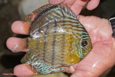 画像3: 【決算セール対象個体】【ワイルドディスカス】【通販】【今シーズン超希少種】アッパーテフェ スーパーロイヤルヤングスター【個体販売】12-13cm（生体）アッパーテフェ産 (3)