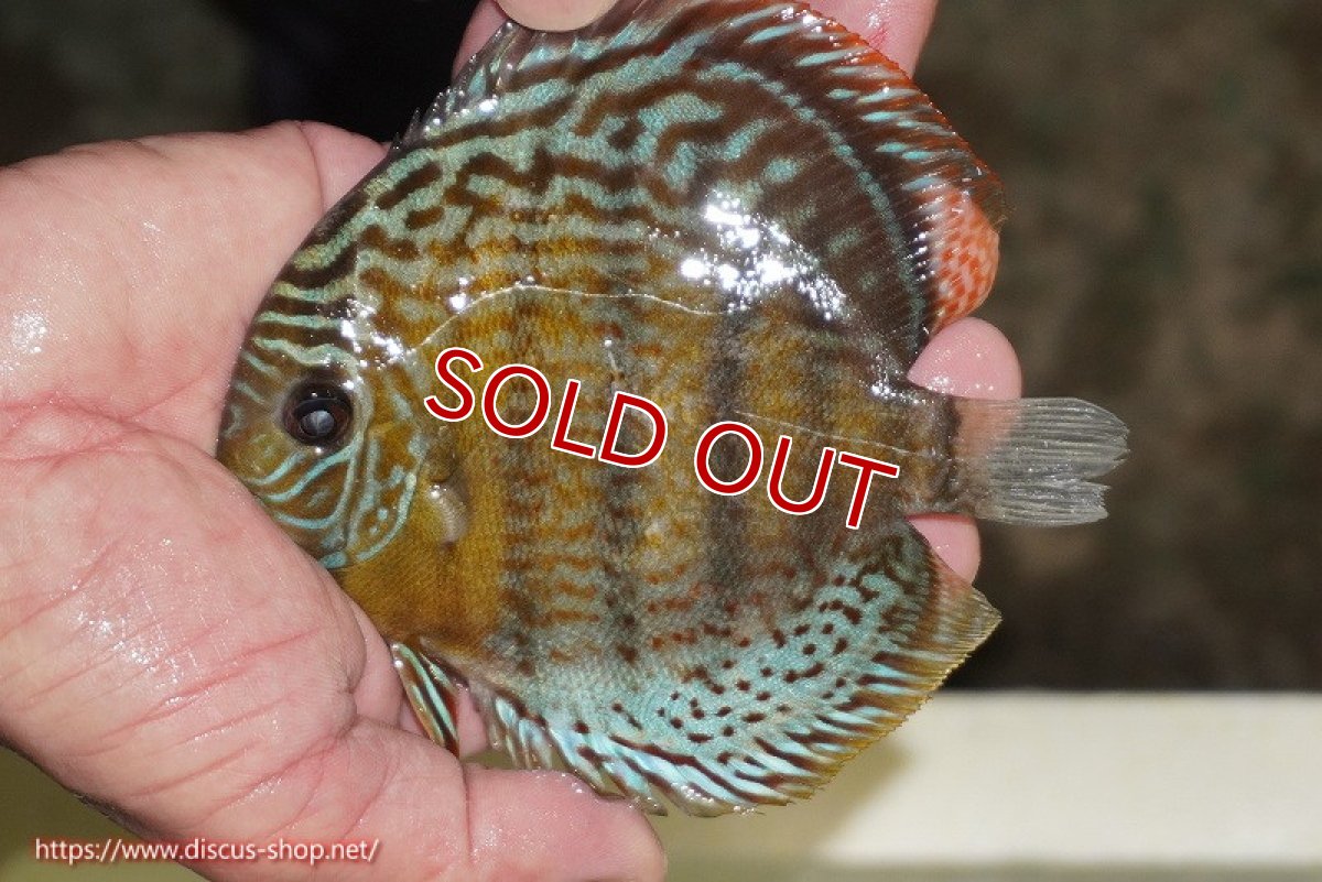 画像1: 【ワイルドディスカス】【通販】【今シーズン超希少種】アッパーテフェ スーパーロイヤルヤングスター【個体販売】12-13cm（生体）アッパーテフェ産 (1)