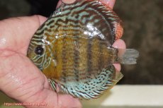 画像1: 【ワイルドディスカス】【通販】【今シーズン超希少種】アッパーテフェ スーパーロイヤルヤングスター【個体販売】１２ー１３cm（生体）アッパーテフェ産 (1)