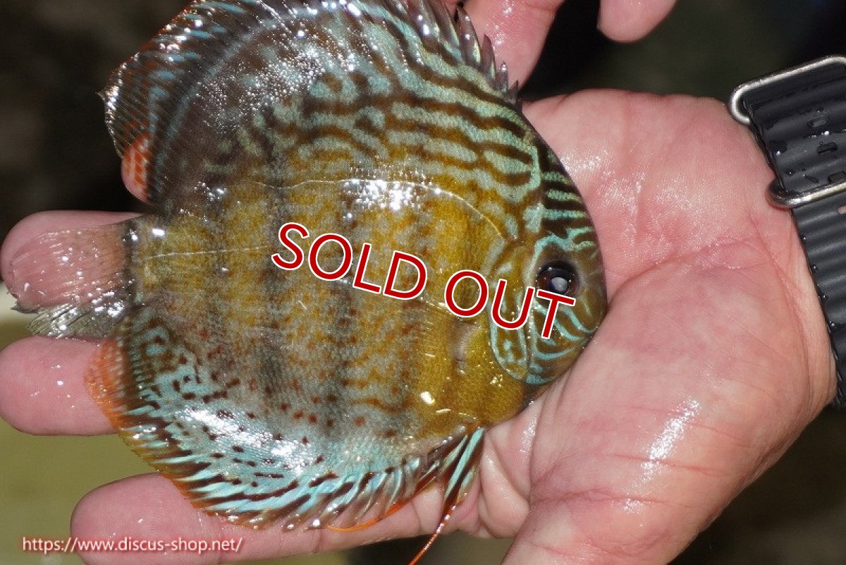 画像2: 【ワイルドディスカス】【通販】【今シーズン超希少種】アッパーテフェ スーパーロイヤルヤングスター【個体販売】12-13cm（生体）アッパーテフェ産 (2)