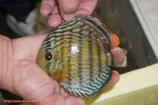 画像1: 【ワイルドディスカス】【通販】【今シーズン超希少種】アッパーテフェ スーパーロイヤルヤングスター【個体販売】１２ー１３cm（生体）アッパーテフェ産 (1)