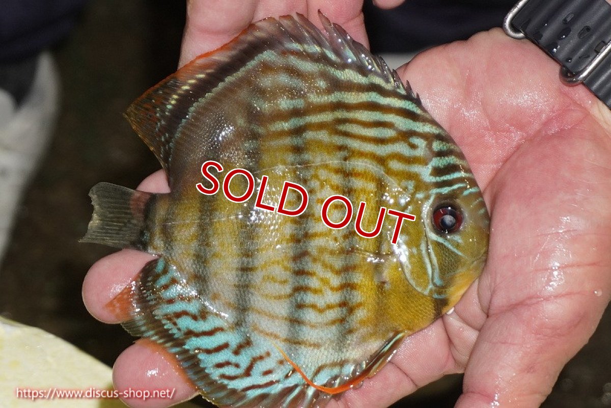 画像3: 【決算セール対象個体】【ワイルドディスカス】【通販】【今シーズン超希少種】アッパーテフェ スーパーロイヤルヤングスター【個体販売】12-13cm（生体）アッパーテフェ産 (3)