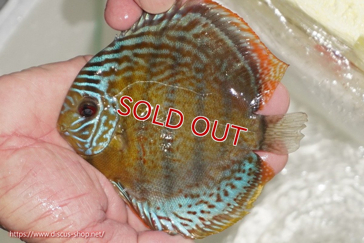 画像1: 【ワイルドディスカス】【通販】【今シーズン超希少種】アッパーテフェ ロイヤルヤングスター【個体販売】10-12cm（生体）アッパーテフェ産 (1)