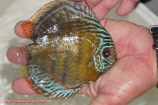 画像2: 【ワイルドディスカス】【通販】【今シーズン超希少種】アッパーテフェ ロイヤルヤングスター【個体販売】１２ー１３cm（生体）アッパーテフェ産 (2)