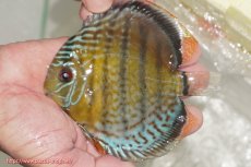 画像1: 【ワイルドディスカス】【通販】【今シーズン超希少種】アッパーテフェ ロイヤルヤングスター【個体販売】１２ー１３cm（生体）アッパーテフェ産 (1)