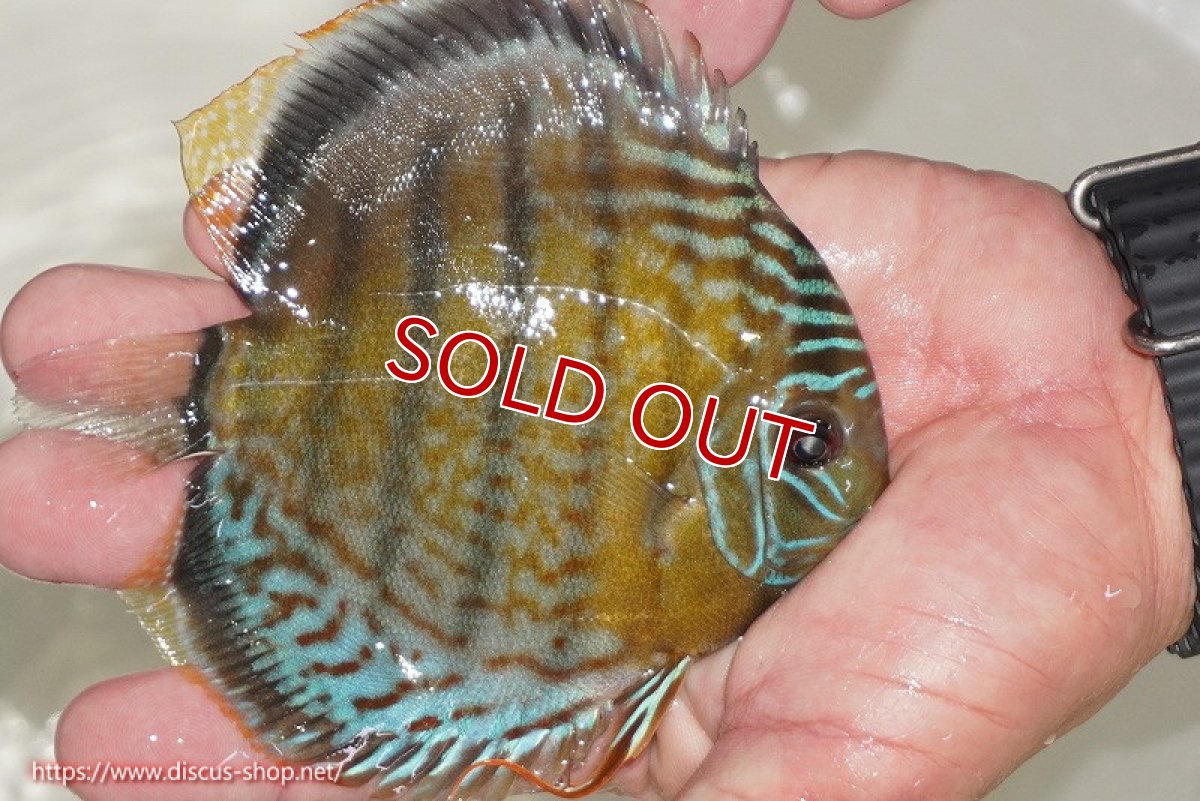 画像2: 【決算セール対象個体】【ワイルドディスカス】【通販】【今シーズン超希少種】アッパーテフェ ロイヤルヤングスター【個体販売】10-12cm（生体）アッパーテフェ産 (2)