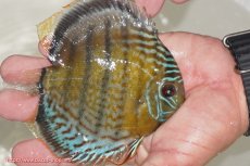 画像2: 【ワイルドディスカス】【通販】【今シーズン超希少種】アッパーテフェ ロイヤルヤングスター【個体販売】１２ー１３cm（生体）アッパーテフェ産 (2)