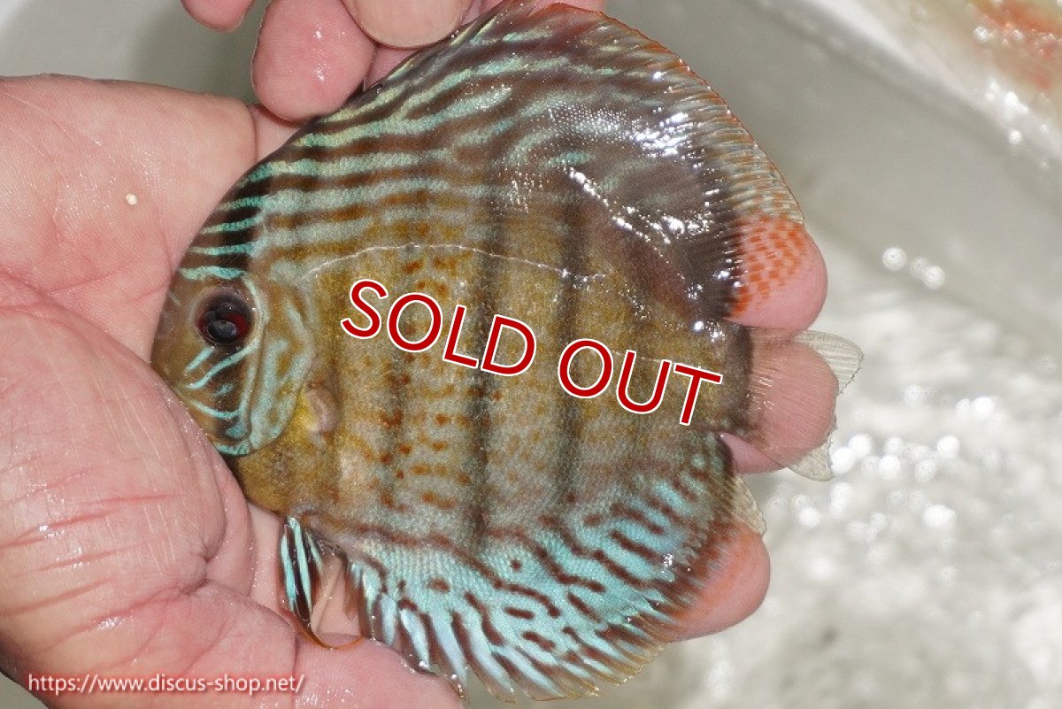 画像1: 【ワイルドディスカス】【通販】【今シーズン超希少種】アッパーテフェ ロイヤルヤングスター【個体販売】10-12cm（生体）アッパーテフェ産 (1)
