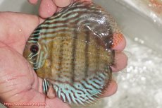 画像1: 【ワイルドディスカス】【通販】【今シーズン超希少種】アッパーテフェ ロイヤルヤングスター【個体販売】１２ー１３cm（生体）アッパーテフェ産 (1)