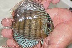 画像2: 【ワイルドディスカス】【通販】【今シーズン超希少種】アッパーテフェ ロイヤルヤングスター【個体販売】１２ー１３cm（生体）アッパーテフェ産 (2)