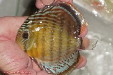 画像1: 【ワイルドディスカス】【通販】【今シーズン超希少種】アッパーテフェ ロイヤルヤングスター【個体販売】１２ー１３cm（生体）アッパーテフェ産 (1)