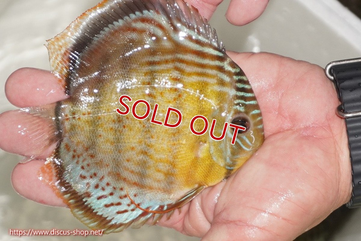 画像2: 【ワイルドディスカス】【通販】【今シーズン超希少種】アッパーテフェ ロイヤルヤングスター【個体販売】10-12cm（生体）アッパーテフェ産 (2)