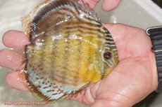 画像2: 【ワイルドディスカス】【通販】【今シーズン超希少種】アッパーテフェ ロイヤルヤングスター【個体販売】１２ー１３cm（生体）アッパーテフェ産 (2)