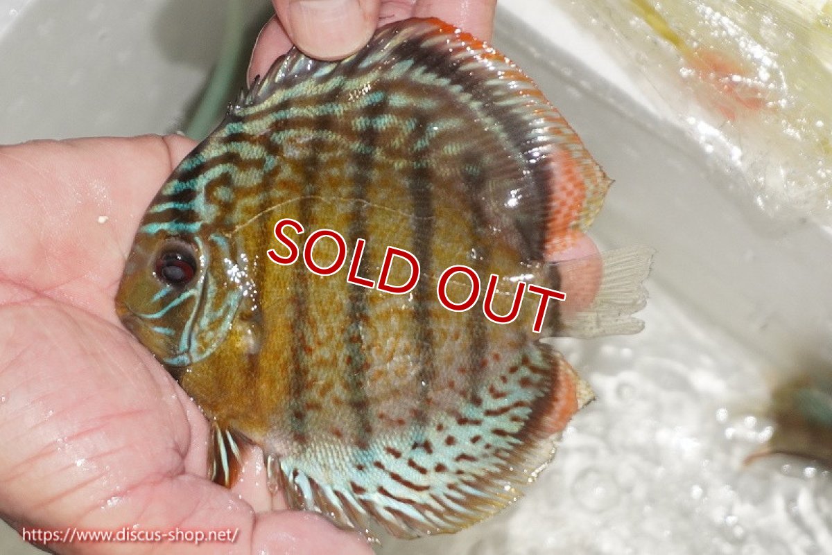 画像1: 【ワイルドディスカス】【通販】【今シーズン超希少種】アッパーテフェ ロイヤルヤングスター【個体販売】10-12cm（生体）アッパーテフェ産 (1)