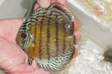 画像1: 【ワイルドディスカス】【通販】【今シーズン超希少種】アッパーテフェ ロイヤルヤングスター【個体販売】１２ー１３cm（生体）アッパーテフェ産 (1)