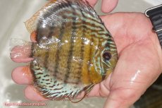 画像2: 【ワイルドディスカス】【通販】【今シーズン超希少種】アッパーテフェ ロイヤルヤングスター【個体販売】１２ー１３cm（生体）アッパーテフェ産 (2)