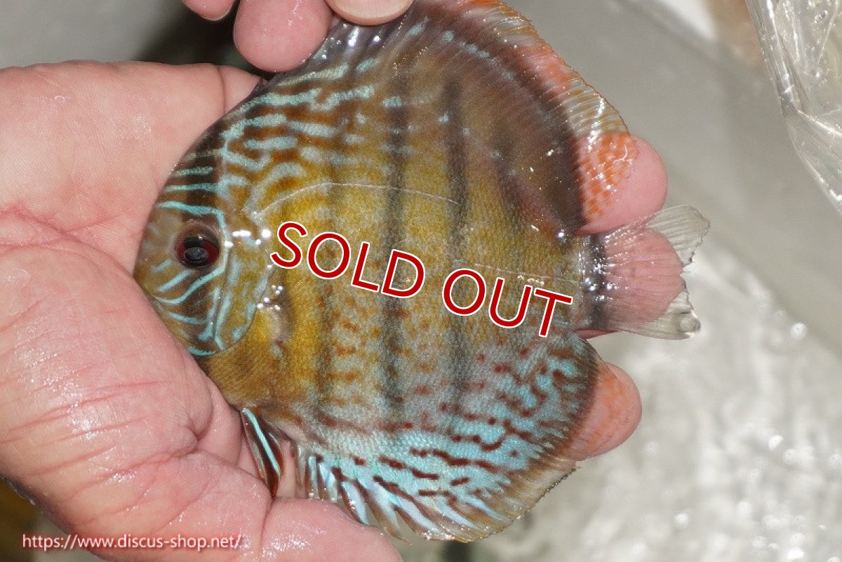 画像1: 【ワイルドディスカス】【通販】【今シーズン超希少種】アッパーテフェ ロイヤルヤングスター【個体販売】10-12cm（生体）アッパーテフェ産 (1)