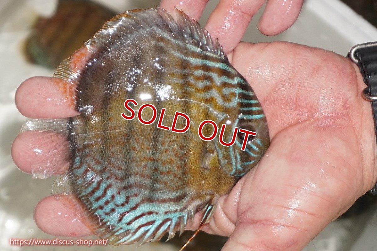 画像2: 【ワイルドディスカス】【通販】【今シーズン超希少種】アッパーテフェ ロイヤルヤングスター【個体販売】10-12cm（生体）アッパーテフェ産 (2)
