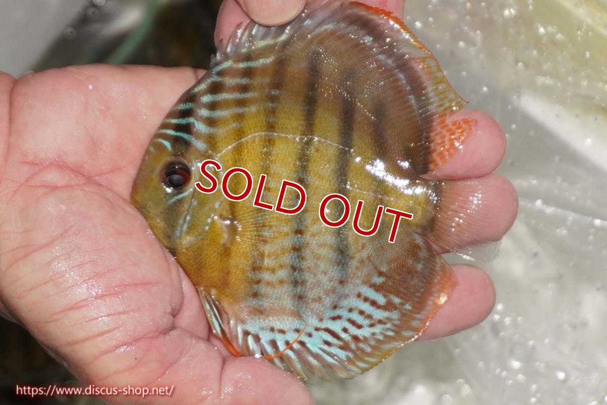 画像1: 【ワイルドディスカス】【通販】【今シーズン超希少種】アッパーテフェ ロイヤルヤングスター【個体販売】10-12cm（生体）アッパーテフェ産 (1)