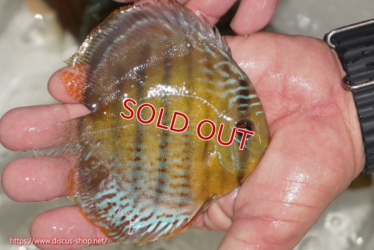 画像2: 【ワイルドディスカス】【通販】【今シーズン超希少種】アッパーテフェ ロイヤルヤングスター【個体販売】10-12cm（生体）アッパーテフェ産 (2)