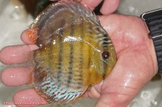 画像2: 【ワイルドディスカス】【通販】【今シーズン超希少種】アッパーテフェ ロイヤルヤングスター【個体販売】１２ー１３cm（生体）アッパーテフェ産 (2)