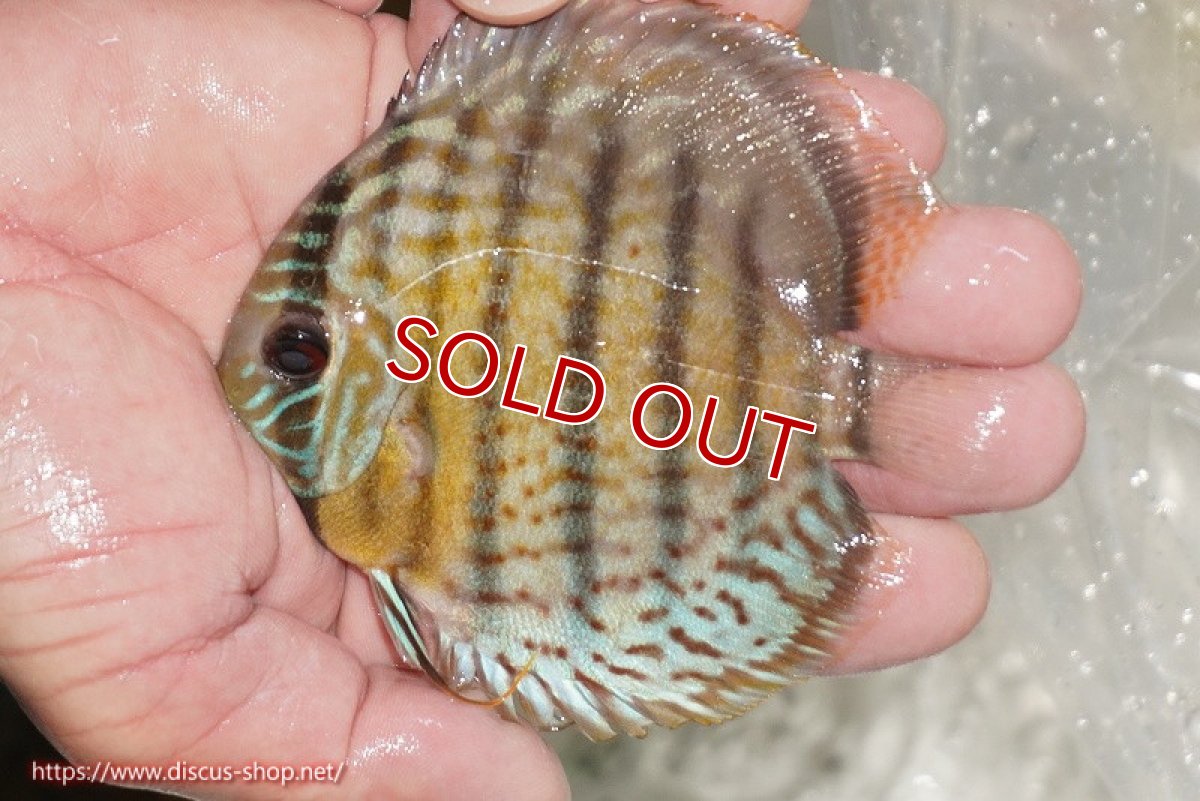 画像1: 【ワイルドディスカス】【通販】【今シーズン超希少種】アッパーテフェ ロイヤルヤングスター【個体販売】10-12cm（生体）アッパーテフェ産 (1)