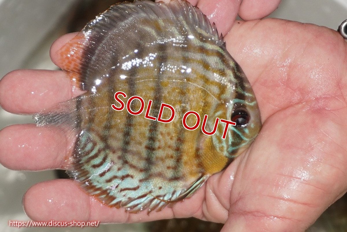 画像2: 【ワイルドディスカス】【通販】【今シーズン超希少種】アッパーテフェ ロイヤルヤングスター【個体販売】10-12cm（生体）アッパーテフェ産 (2)