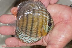 画像2: 【ワイルドディスカス】【通販】【今シーズン超希少種】アッパーテフェ ロイヤルヤングスター【個体販売】１２ー１３cm（生体）アッパーテフェ産 (2)