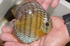 画像2: 【ワイルドディスカス】【通販】【今シーズン超希少種】アッパーテフェ ロイヤルヤングスター【個体販売】１２ー１３cm（生体）アッパーテフェ産 (2)