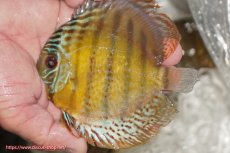 画像1: 【ワイルドディスカス】【通販】【今シーズン超希少種】アッパーテフェ ロイヤルヤングスター【個体販売】１２ー１３cm（生体）アッパーテフェ産 (1)