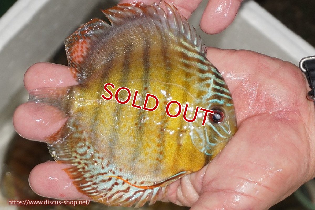 画像2: 【ワイルドディスカス】【通販】【今シーズン超希少種】アッパーテフェ ロイヤルヤングスター【個体販売】10-12cm（生体）アッパーテフェ産 (2)