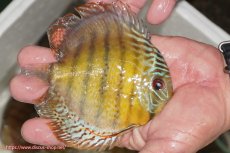 画像2: 【ワイルドディスカス】【通販】【今シーズン超希少種】アッパーテフェ ロイヤルヤングスター【個体販売】１２ー１３cm（生体）アッパーテフェ産 (2)